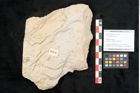 Foto (Objekt + Etikett) von Pinus hepios Unger (NHMW-GEO-2024-0188-6374)